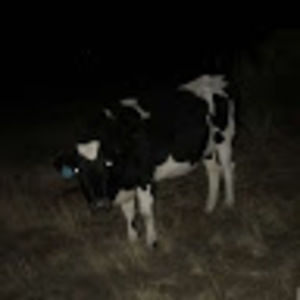 Meet your Posher, Audrey